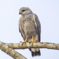 Grey-lined Hawk
